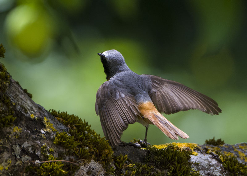 Codirosso, Phoenicurus phoenicurus